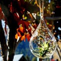 Solar Terrarium