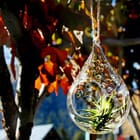 Solar Terrarium