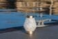Allsop Boaters Glass Cone Solar Lantern