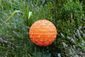 Soji Stella - Brights Geo Palm - 12 Inch Solar Lantern - Clementine
