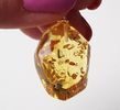 Amber Pendant Made of Baltic Amber With Bits of Flora