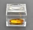 Trapped Insect in Amber with Magnifying Box