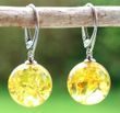 Amber Earrings Made of Golden Color Baltic Amber 