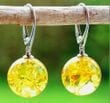 Amber Earrings Made of Honey Color Amber 