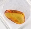 Trapped Insect in Amber with Magnifying Box