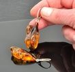 Natural Shape Amber Earrings Made of Cognac Baltic Amber