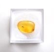 Collectible Insect Amber in Box 