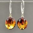 Amber Earrings Made of Olive Shape Colorful Baltic Amber