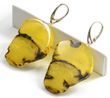 Amber Slice Earrings Made of Precious Baltic Amber