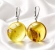 Amber Earrings Made of Flat Round Amber With Bits of Flora