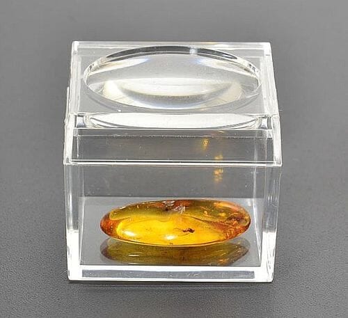 Trapped Insect in Amber with Magnifying Box