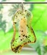 Baltic Amber Slice Made Into One of a Kind Amber Pendant. 