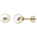 14 KT Yellow Gold 13mm Button South Sea Cultured Pearl Earrings
