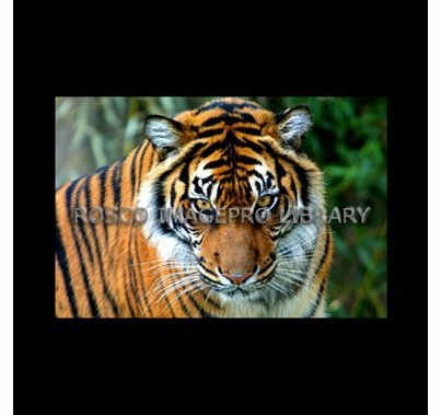 Rosco iPro Slide Tiger P8860