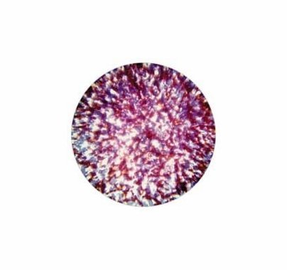 Rosco Red Blue Lavender Stippled Colorizer Glass Gobo 55006  B Size